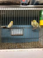 Geel mozaïek kanarie mannen, Dieren en Toebehoren, Vogels | Kanaries, Mannelijk, Kleurkanarie