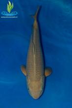 051 Chagoi, Dieren en Toebehoren, Vissen | Vijvervissen, Karper of Koi