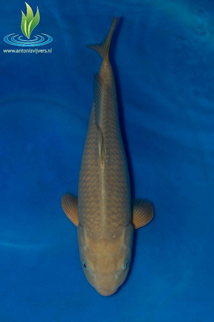 051 Chagoi, Dieren en Toebehoren, Vissen | Vijvervissen, Karper of Koi