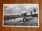 Mooi Nederland. Koeien in het water. 1957., Ophalen of Verzenden, 1940 tot 1960, Gelopen