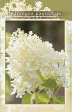 Hortensia limelight, Tuin en Terras, Planten | Tuinplanten, Ophalen of Verzenden, Overige soorten, Halfschaduw