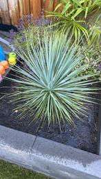 Mooie palmlelie achtige soort, Tuin en Terras, Planten | Tuinplanten, Ophalen, Vaste plant, Overige soorten
