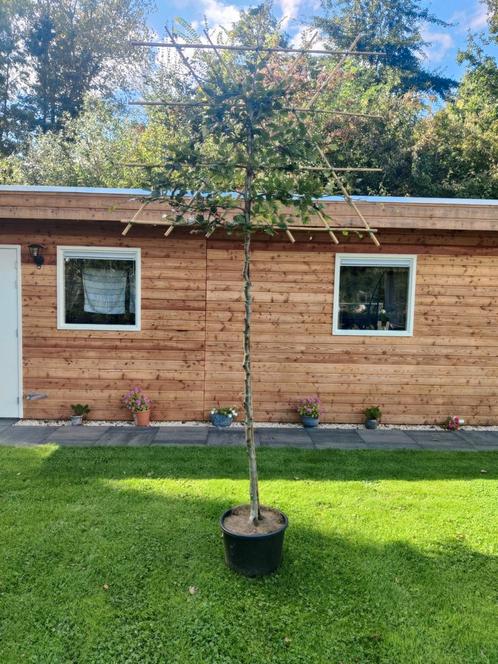 Lei Beuk, Tuin en Terras, Planten | Bomen, Leiboom, Halfschaduw, Ophalen of Verzenden