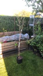 Olijfboompjes 160-170cm hoog, Ophalen, Volle zon, Overige soorten, 100 tot 250 cm