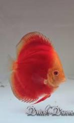 Dutch discus red mellon, 10-12 cm, Dieren en Toebehoren, Vissen | Aquariumvissen, Vis, Zoetwatervis, Schoolvis