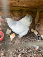 Broedeieren grote Brahma, Dieren en Toebehoren, Pluimvee, Geslacht onbekend, Kip