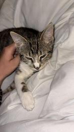 Kitten, Dieren en Toebehoren, Ophalen of Verzenden, Zo goed als nieuw