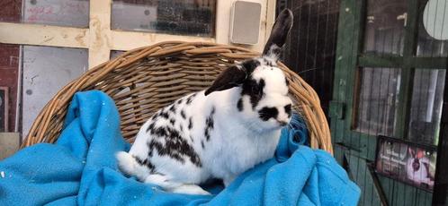 gecastreerde ram YUKI uit de opvang zoekt een tehuis, Dieren en Toebehoren, Konijnen, Mannelijk