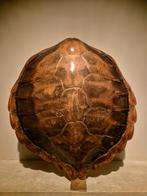 Schildpad schild antiek, Antiek en Kunst, Ophalen