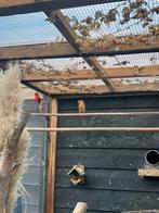 Rode Kardinalen 2025 1-1, Dieren en Toebehoren, Vogels | Overige Vogels, Meerdere dieren, Geringd