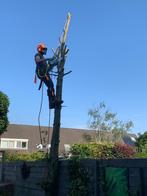 Boom klimmend verwijderen weghalen kappen bomen, Garantie, Tuinonderhoud of Snoeiwerk