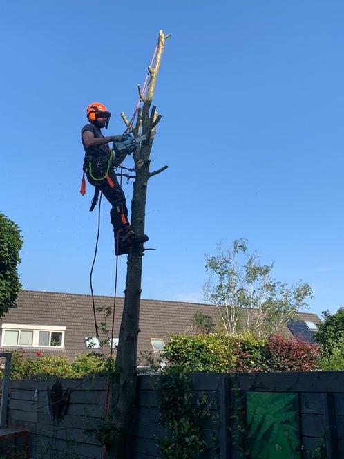 Boom klimmend verwijderen weghalen kappen bomen, Diensten en Vakmensen, Tuinmannen en Stratenmakers, Tuinonderhoud of Snoeiwerk