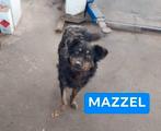 Mazzel is ter adoptie!, Rabiës (hondsdolheid), Buitenland, Eén hond, Reu