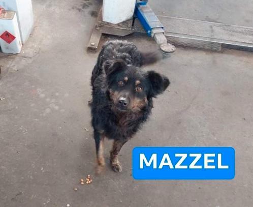 Mazzel is ter adoptie!, Dieren en Toebehoren, Honden | Niet-rashonden, Middel, Reu, Handelaar, Eén hond, Buitenland, 3 tot 5 jaar