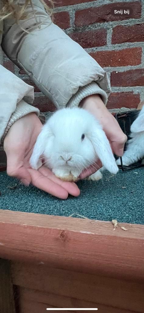 Prachtig jong hangoor dwerg konijntje, Dieren en Toebehoren, Konijnen, Dwerg, Mannelijk, Hangoor