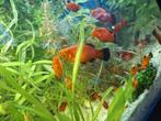 “Leuke jonge Platy’s 25 stuks!”, Dieren en Toebehoren, Vis, Zoetwatervis, Schoolvis