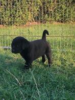 Kruising Labrador x Friese Stabij, Rabiës (hondsdolheid), 8 tot 15 weken, Meerdere, Meerdere dieren