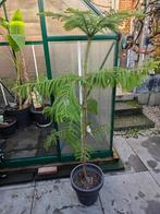 Mooie gezonde Kamerden, Huis en Inrichting, Kamerplanten, Ophalen, Overige soorten, Halfschaduw, In pot