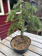 Mooie Ceder deodara bonsai, Ophalen of Verzenden, Overige soorten, Minder dan 100 cm
