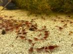 Red rili garnalen op kraanwater eventueel verzenden, Kreeft, Krab of Garnaal