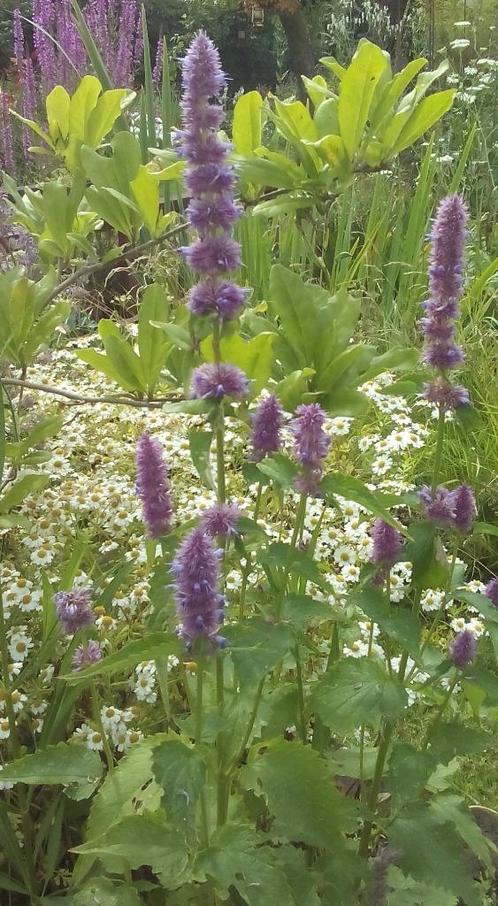 dropplant, Tuin en Terras, Planten | Tuinplanten, Overige soorten, Volle zon, Zomer, Ophalen