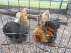 Cochin kriel broedeieren, Geslacht onbekend, Kip
