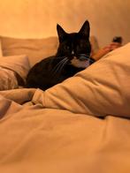 Lieve katten (2 mannetjes, bijna 6 jaar) – alleen samen, Kater