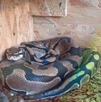 Koningspython python regius wildkleur, Slang