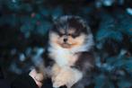 Pomeriaan pup reutje Merle met bear type – te reserveren, Keeshond, Reu, 8 tot 15 weken, Buitenland