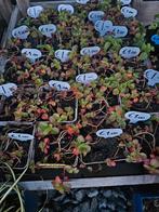 Diverse vetplanten p9 €1.-, Tuin en Terras, Planten | Tuinplanten, Zomer, Siergrassen, Ophalen of Verzenden, Volle zon
