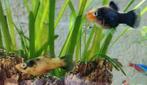 2 platys, Vis