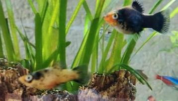 2 platys beschikbaar voor biedingen