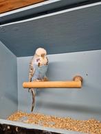 Koppel standaard grasparkieten, Dieren en Toebehoren, Vogels | Parkieten en Papegaaien, Meerdere dieren, Parkiet, Geringd