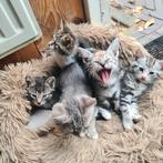 Kittens 10 mei geboren, Meerdere dieren