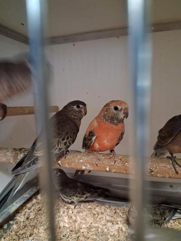 Meerdere mooie bourks beschikbaar voor biedingen