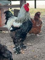 lieve haan zoekt fijn huisje, Dieren en Toebehoren, Pluimvee, Mannelijk, Kip