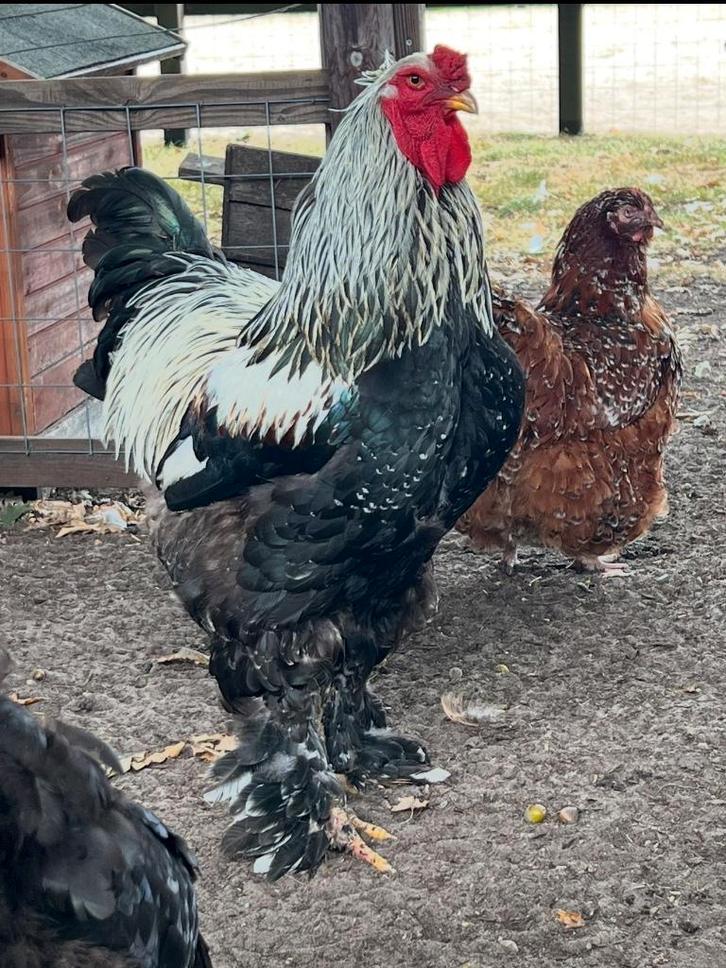 lieve haan zoekt fijn huisje, Dieren en Toebehoren, Pluimvee, Kip, Mannelijk