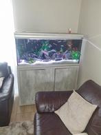 Over Compleet aquarium  tanganyika, Vis, Zoetwatervis, Schoolvis