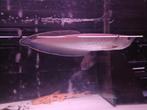 Zwarte Arowana +/- 50cm, Dieren en Toebehoren, Vis