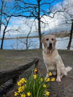 Hondenoppas gezocht in VUGHT, Diensten en Vakmensen, Dieren | Honden | Verzorging, Oppas en Les