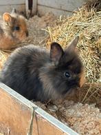 Baby konijnen, Dieren en Toebehoren, Konijnen, Meerdere dieren