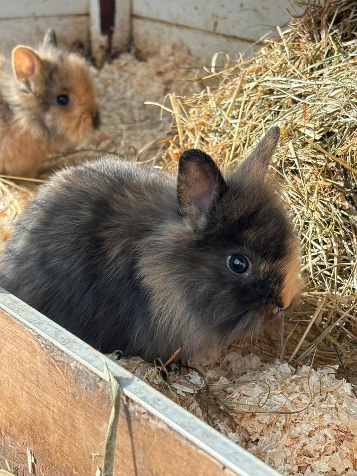 Baby konijnen, Dieren en Toebehoren, Konijnen, Meerdere dieren