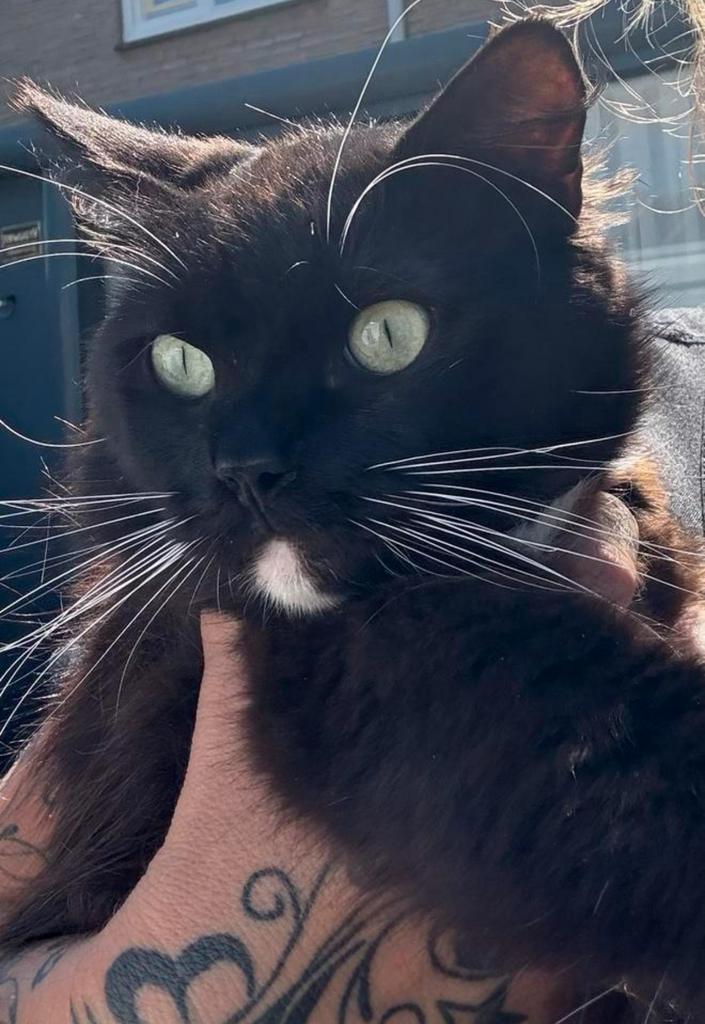 Prachtige Ragdoll kater, Dieren en Toebehoren, Katten en Kittens | Raskatten | Langhaar, Kater, 0 tot 2 jaar, Gechipt, Ontwormd