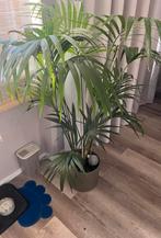 Zeer grote Kentia Palm in pot, Ophalen, Overige soorten, Halfschaduw, In pot