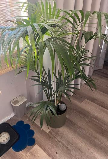 Zeer grote Kentia Palm in pot beschikbaar voor biedingen