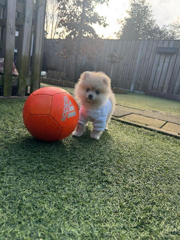 Pomeriaan pup bearface, Dieren en Toebehoren, Honden | Poolhonden, Keeshonden en Oertypen, Reu, Keeshond, Particulier, Meerdere
