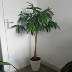 Ficus amstel king kamerplant(boom) incl pot evt te bezorgen*, Huis en Inrichting, Kamerplanten, Ophalen, Ficus, Halfschaduw, In pot