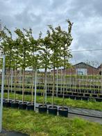 Parrotia persica | 180cm stam | Pracht herfstkleuren, Tuin en Terras, Planten | Bomen, In pot, 250 tot 400 cm, Ophalen of Verzenden