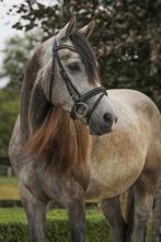 Super brave talentvolle E-pony, Dieren en Toebehoren, Pony's, E pony (1.48m - 1.57m), B, Gechipt, Ruin