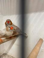 Te koop zebravinken, Dieren en Toebehoren, Meerdere dieren